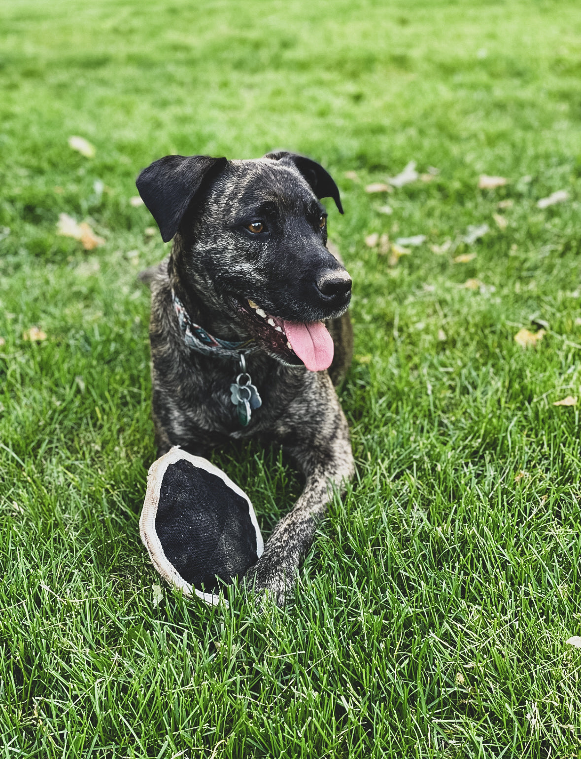 Military Grade Plush Dog Toys for Tough Chewers Manufactured in USA